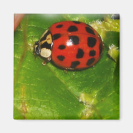 Íman Lady Bug