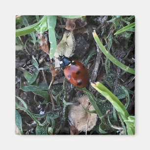Íman Lady Bug
