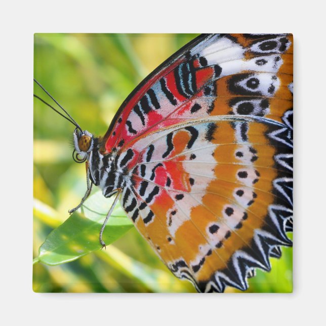 Íman Lady Butterfly Pintada (Frente)