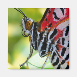 Íman Lady Butterfly Pintada