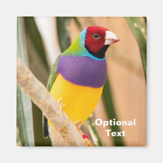 Íman Lady Gouldian Finch (Frente)