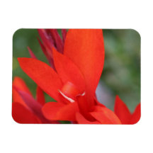 "Lady in Red" Red Canna Lily Fotografia Magnet