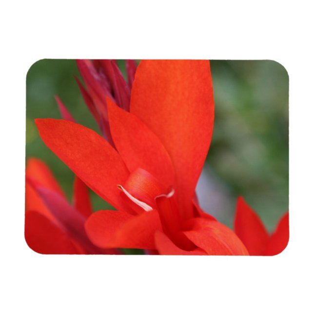 Íman "Lady in Red" Red Canna Lily Fotografia Magnet (Horizontal)