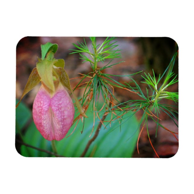 Íman Lady Slipper Orchid Frame Add Your Photo (Horizontal)