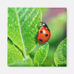 Íman Ladybird