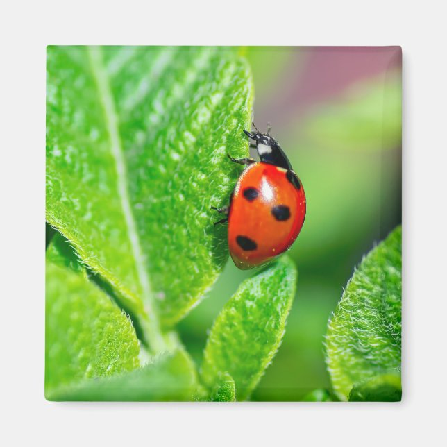 Íman Ladybird (Frente)