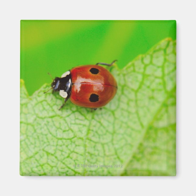 Íman Ladybird atravessando uma folha (Frente)