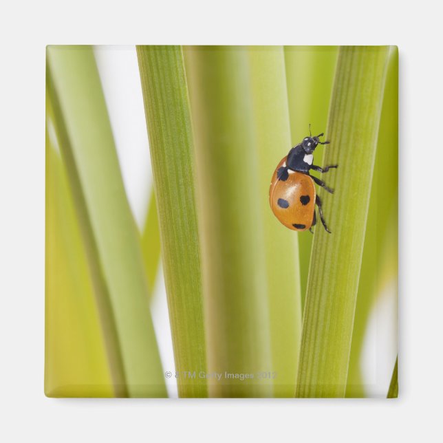 Íman Ladybird em caules de plantas (Frente)