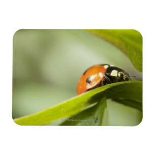 Íman Ladybird na folha, Ladybug na folha