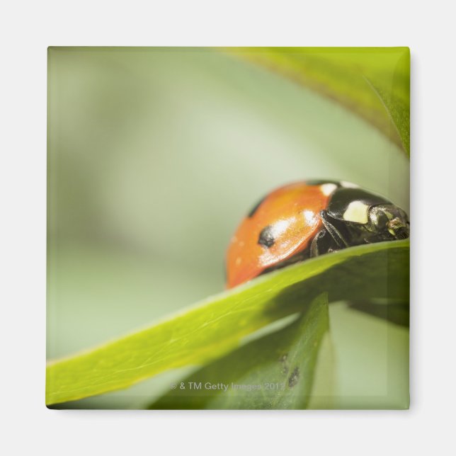 Íman Ladybird na folha, Ladybug na folha (Frente)