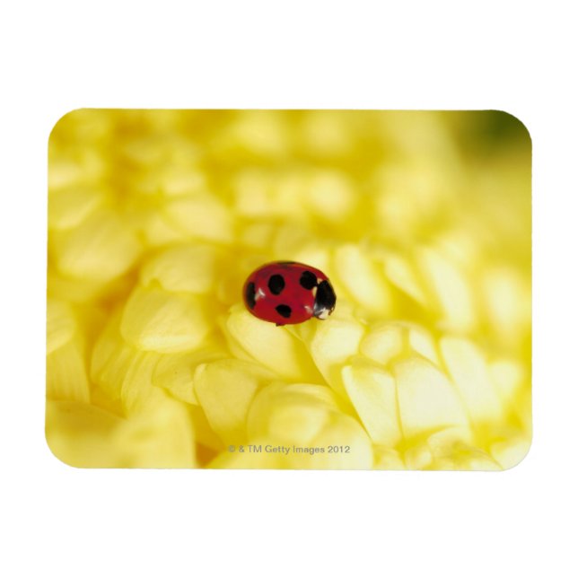 Íman Ladybird num crisântemos amarelo (Horizontal)