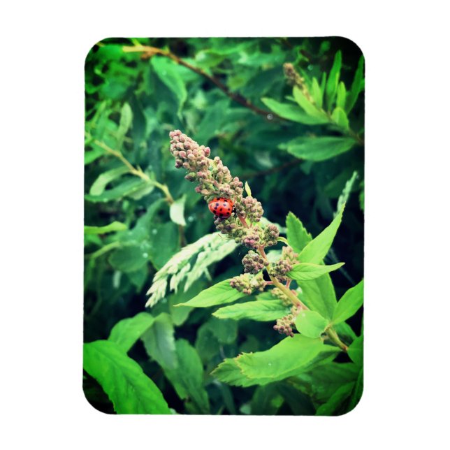 Íman Ladybug (Vertical)