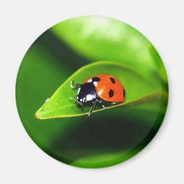 Íman Ladybug