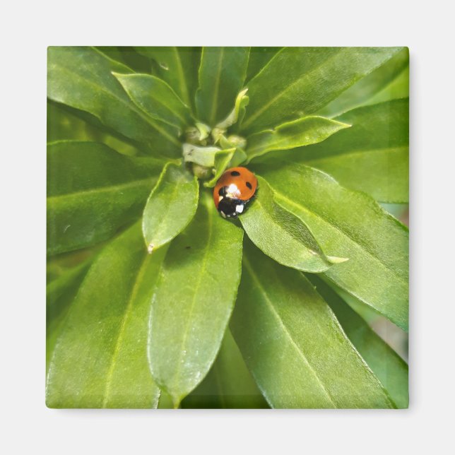Íman Ladybug em Flores (Frente)