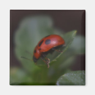 Íman Ladybug em Flores