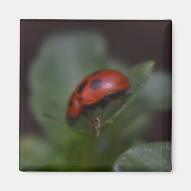 Íman Ladybug em Flores (Frente)