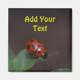 Íman Ladybug em Flores