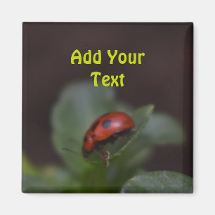 Íman Ladybug em Flores
