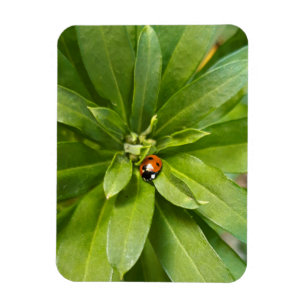 Íman Ladybug em Flores