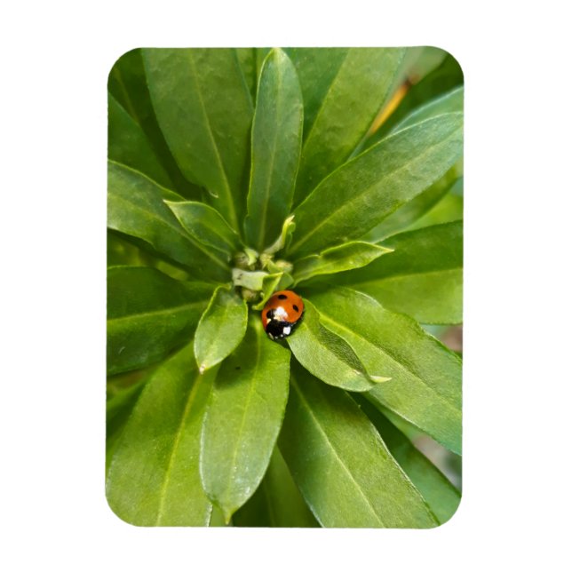 Íman Ladybug em Flores (Vertical)