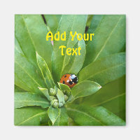 Ladybug em Flores