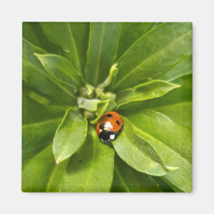Íman Ladybug em Flores