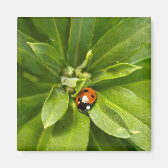 Íman Ladybug em Flores (Frente)