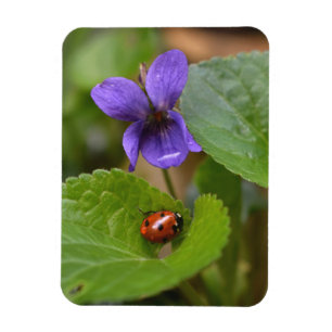 Íman Ladybug em Flores de Violeta Doce