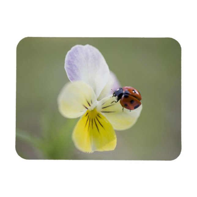 Íman Ladybug em pansy, Biei, Hokkaido, Japão (Horizontal)