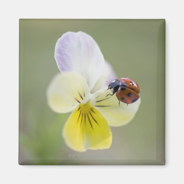 Íman Ladybug em pansy, Biei, Hokkaido, Japão (Frente)