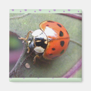 Íman Ladybug Magnet