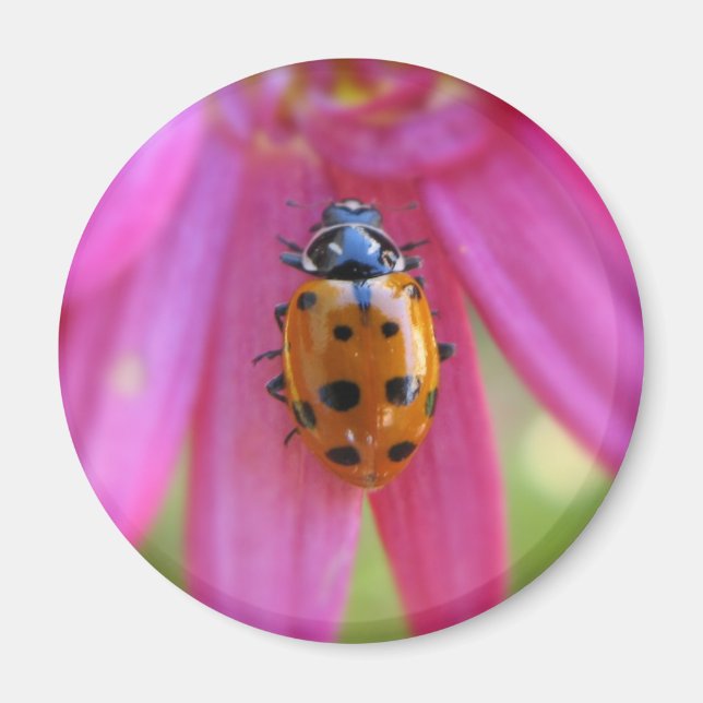 Íman Ladybug Magnet (Frente)