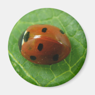 Íman Ladybug Magnet