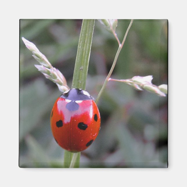 Íman Ladybug Magnet (Frente)