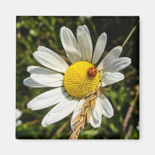 Íman Ladybug na Daisy