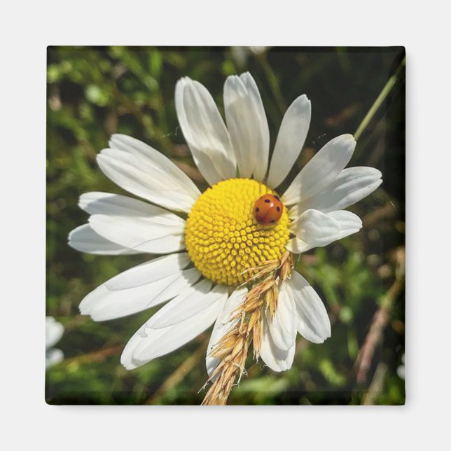 Íman Ladybug na Daisy (Frente)