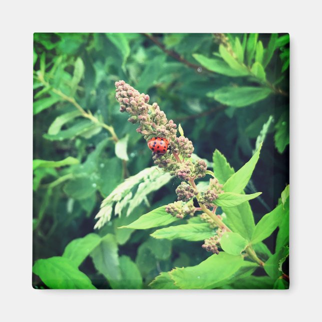 Íman Ladybug na Primavera (Frente)