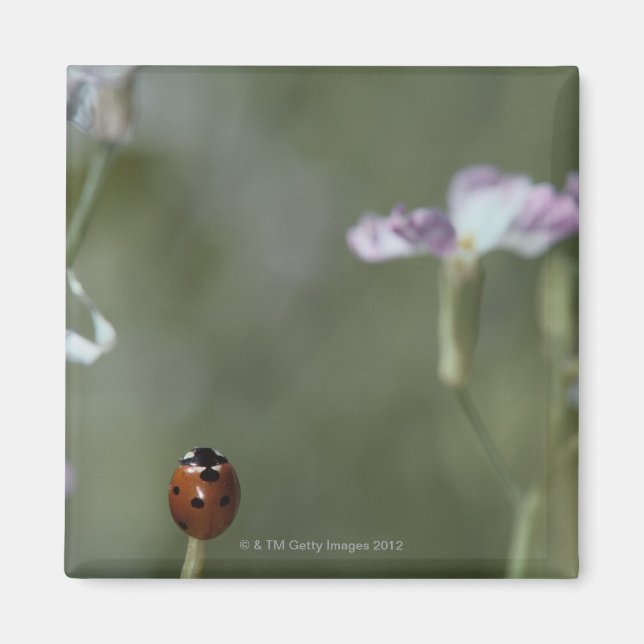 Íman Ladybug no Stem (Frente)