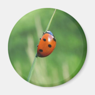 Íman Ladybug numa folha de grama Magnet