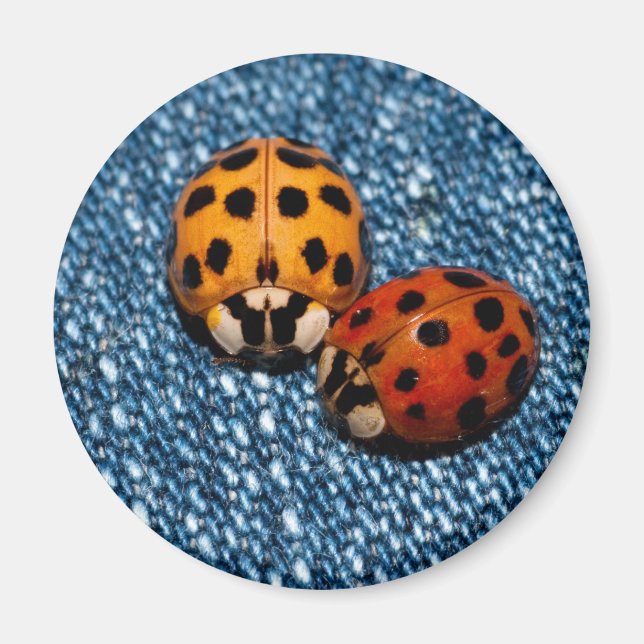 Íman Ladybug Pair (Frente)
