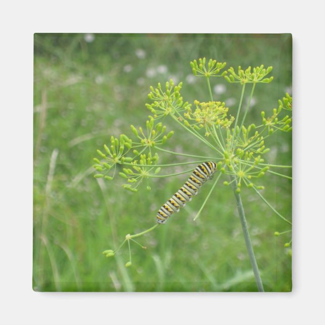 Íman Lagarta (Frente)