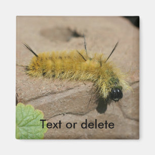 Íman Lagarta da Mariposa Adaga Natureza Personalizada