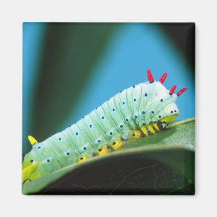 Íman Lagarta da Mariposa Prometeu, Callosamia