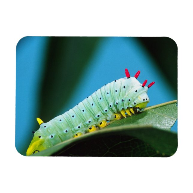 Íman Lagarta da Mariposa Prometeu, Callosamia (Horizontal)