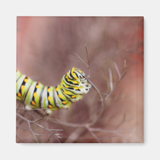 Íman Lagarta Muito Faminta