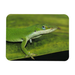 Íman Lagartixa-verde, Anolis carolinensis, adulta em pa