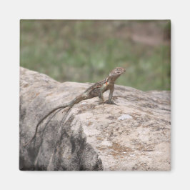 Íman Lagarto