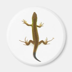 Íman lagarto
