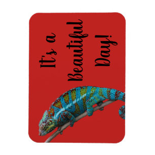Íman Lagarto Azul, Dia Lindo, Ímã Vermelho
