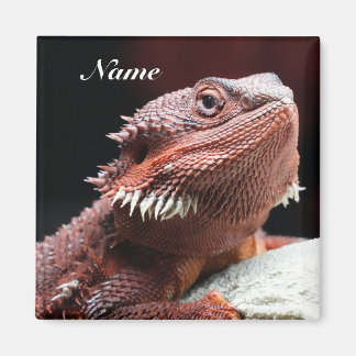 Íman Lagarto Dragão Barbudo Vermelho Adulto Personaliza